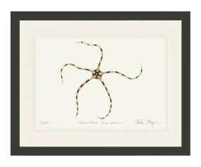 Brittle Star Print